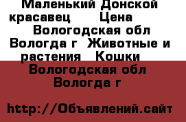 Маленький Донской красавец!!! › Цена ­ 5.000. - Вологодская обл., Вологда г. Животные и растения » Кошки   . Вологодская обл.,Вологда г.